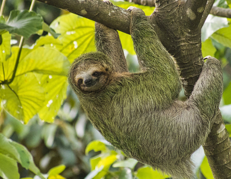 What are "Sloth Days for Slowing Down"?