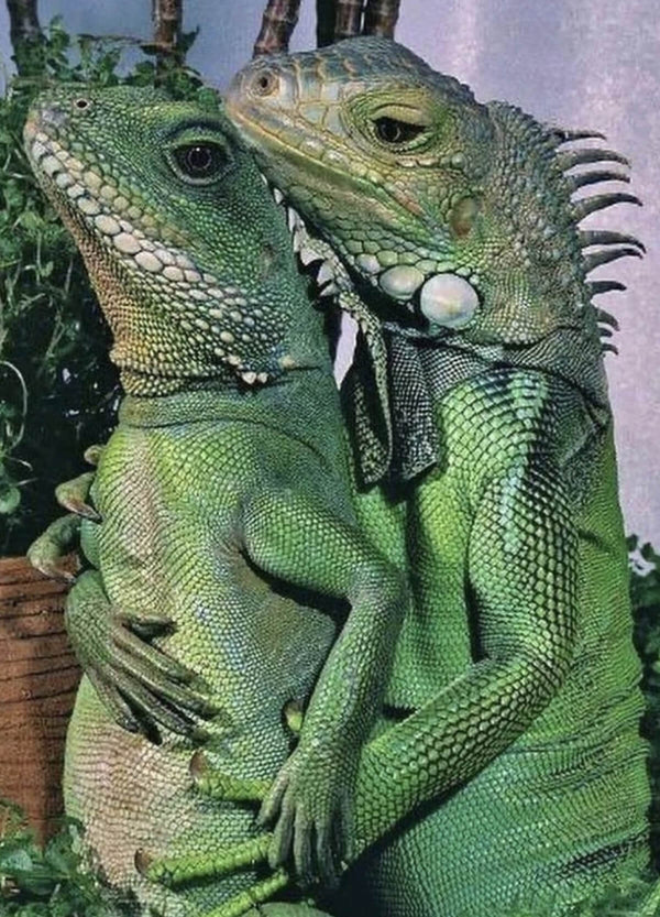 Two lizards spooning one another