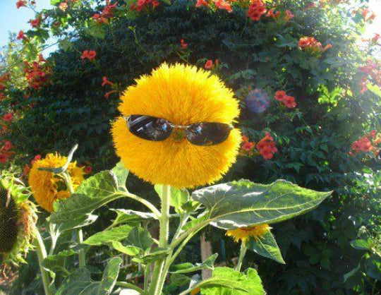 Music Snob: Plant Edition