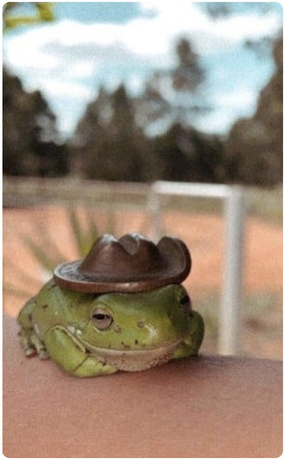 frog wearing mini cowboy hat