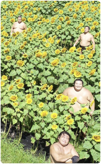 wide dudes in sunflower patch